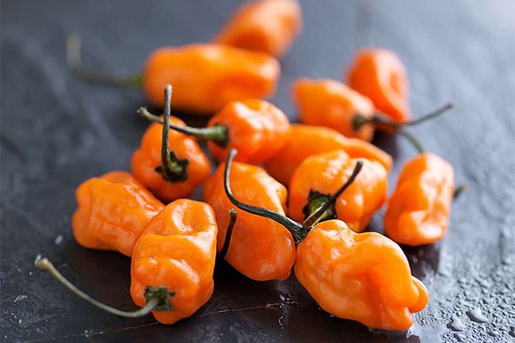 Dehydrating-Habanero-Peppers Dehydrating Habanero Peppers